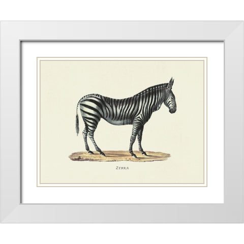 Zebra White Modern Wood Framed Art Print with Double Matting by Schinz, Heinrich Rudolf