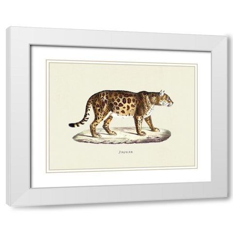 Jaguar White Modern Wood Framed Art Print with Double Matting by Schinz, Heinrich Rudolf