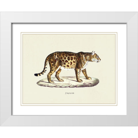 Jaguar White Modern Wood Framed Art Print with Double Matting by Schinz, Heinrich Rudolf