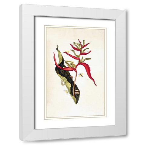 Tropical flower, plate 14 White Modern Wood Framed Art Print with Double Matting by Merian, Sybilla