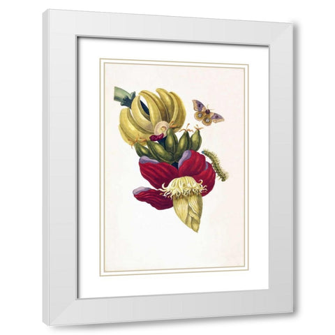 Banana, Butterfly, plate13 White Modern Wood Framed Art Print with Double Matting by Merian, Sybilla