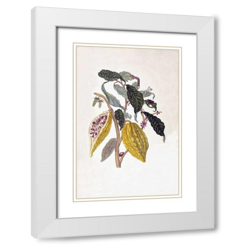 Tropical fruit,Caterpillar,  plate 26 White Modern Wood Framed Art Print with Double Matting by Merian, Sybilla