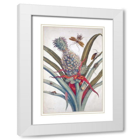 Pineapple, Insects, plate 1 White Modern Wood Framed Art Print with Double Matting by Merian, Sybilla