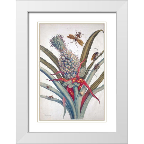 Pineapple, Insects, plate 1 White Modern Wood Framed Art Print with Double Matting by Merian, Sybilla