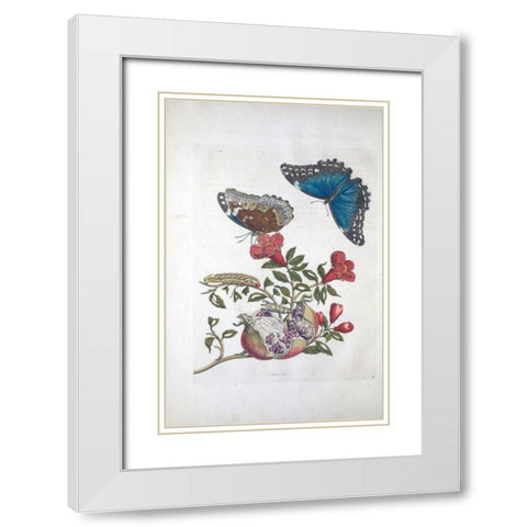 Tropical fruit,Butterflies,  plate 96 White Modern Wood Framed Art Print with Double Matting by Merian, Sybilla