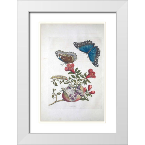 Tropical fruit,Butterflies,  plate 96 White Modern Wood Framed Art Print with Double Matting by Merian, Sybilla