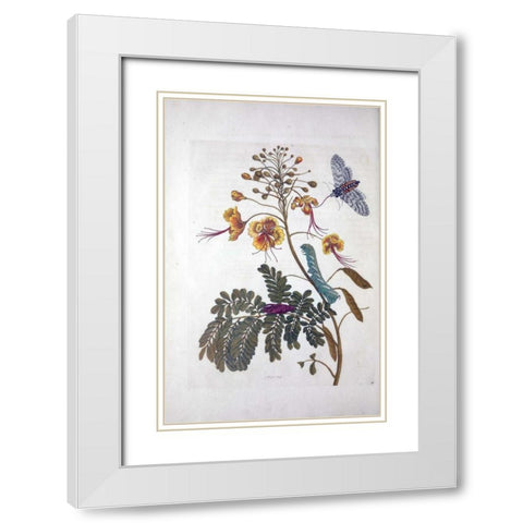 Tropical flower,Butterfly,  plate 45 White Modern Wood Framed Art Print with Double Matting by Merian, Sybilla