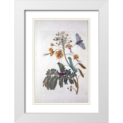 Tropical flower,Butterfly,  plate 45 White Modern Wood Framed Art Print with Double Matting by Merian, Sybilla