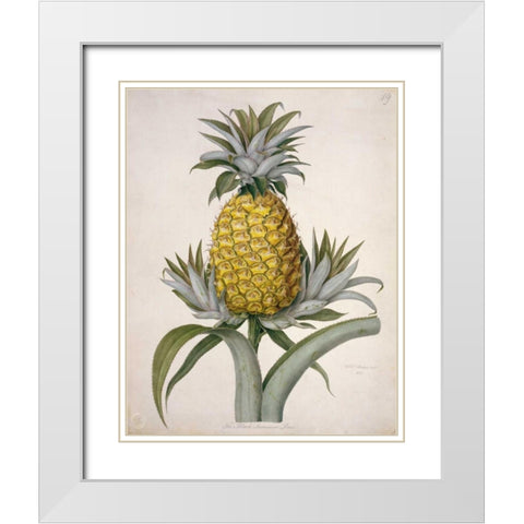 Black Jamaican Pineapple White Modern Wood Framed Art Print with Double Matting by Hooker, William