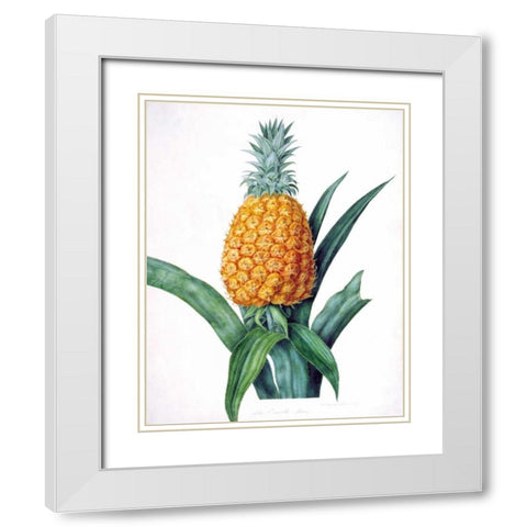 The Enville Pineappe White Modern Wood Framed Art Print with Double Matting by Hooker, William
