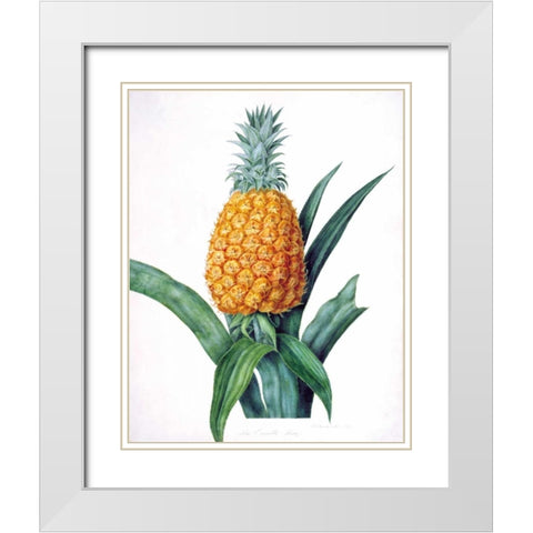 The Enville Pineappe White Modern Wood Framed Art Print with Double Matting by Hooker, William