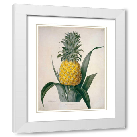 The Queen Pineapple White Modern Wood Framed Art Print with Double Matting by Hooker, William