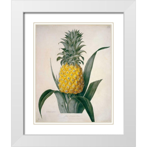 The Queen Pineapple White Modern Wood Framed Art Print with Double Matting by Hooker, William