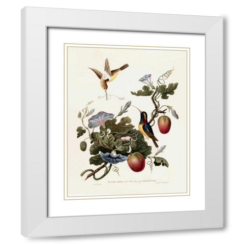 Taylor Birds White Modern Wood Framed Art Print with Double Matting by Hooker, William