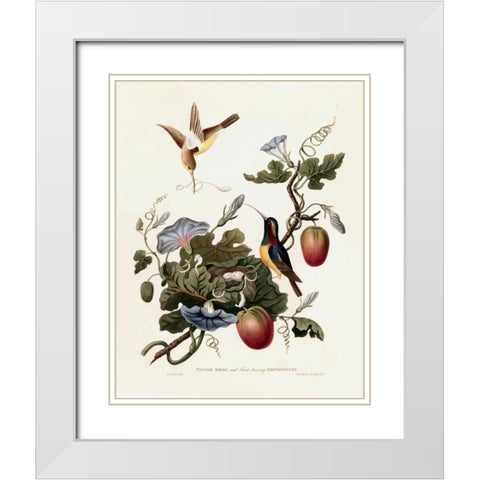 Taylor Birds White Modern Wood Framed Art Print with Double Matting by Hooker, William