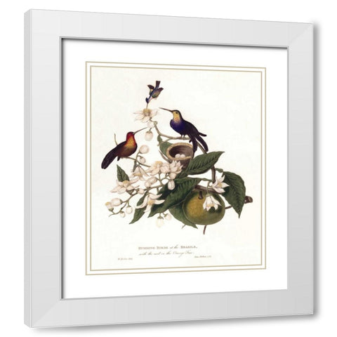 Humming Birds White Modern Wood Framed Art Print with Double Matting by Hooker, William