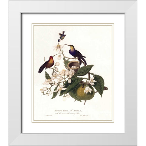Humming Birds White Modern Wood Framed Art Print with Double Matting by Hooker, William