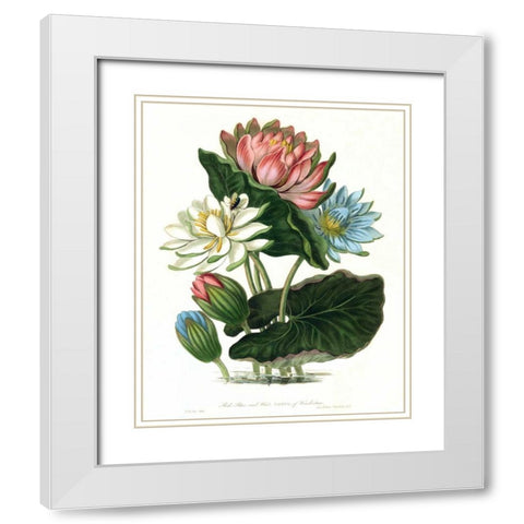 Lotus White Modern Wood Framed Art Print with Double Matting by Hooker, William