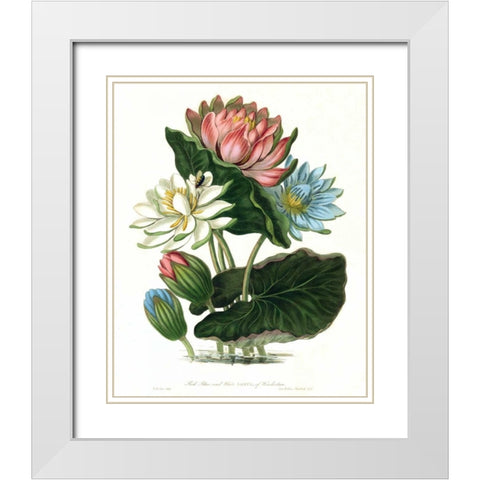 Lotus White Modern Wood Framed Art Print with Double Matting by Hooker, William