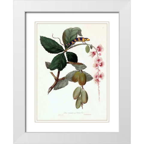 Lizard on Flower White Modern Wood Framed Art Print with Double Matting by Hooker, William