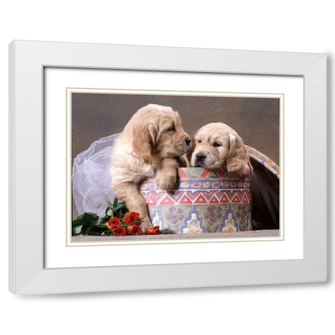 puppies in box White Modern Wood Framed Art Print with Double Matting by Hoenderkamp, Patrick
