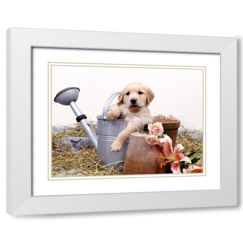 puppies in watering can White Modern Wood Framed Art Print with Double Matting by Hoenderkamp, Patrick
