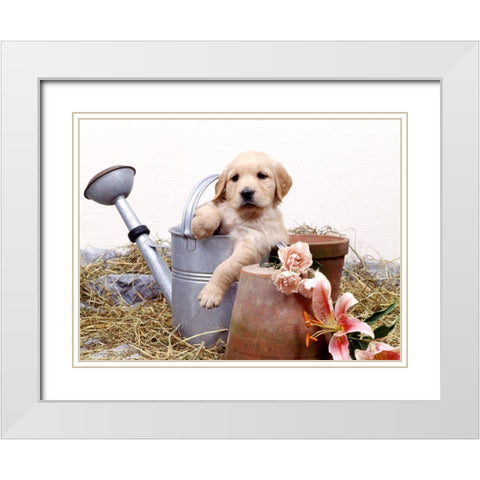 puppies in watering can White Modern Wood Framed Art Print with Double Matting by Hoenderkamp, Patrick