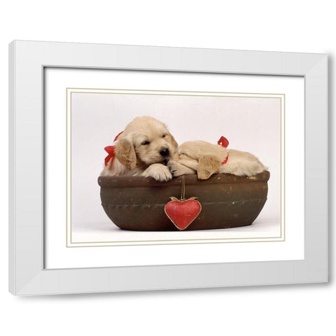 labradors in love White Modern Wood Framed Art Print with Double Matting by Hoenderkamp, Patrick