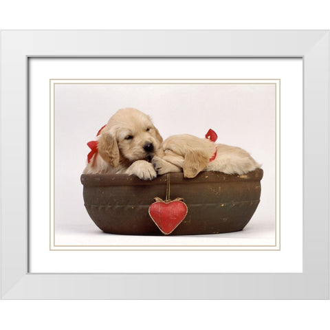 labradors in love White Modern Wood Framed Art Print with Double Matting by Hoenderkamp, Patrick