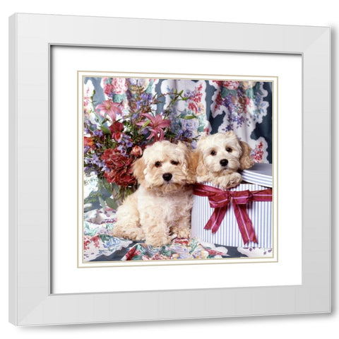 Puppies in giftbox White Modern Wood Framed Art Print with Double Matting by Hoenderkamp, Patrick