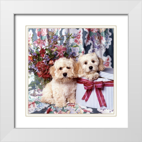 Puppies in giftbox White Modern Wood Framed Art Print with Double Matting by Hoenderkamp, Patrick