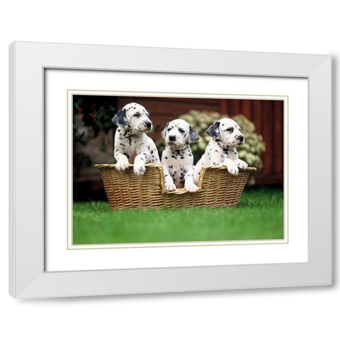 dalmatian puppies White Modern Wood Framed Art Print with Double Matting by Hoenderkamp, Patrick