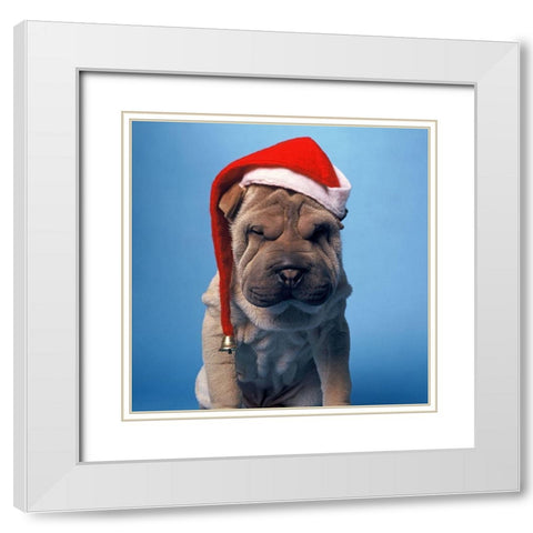 Shar Pei with x-mas hat White Modern Wood Framed Art Print with Double Matting by Hoenderkamp, Patrick