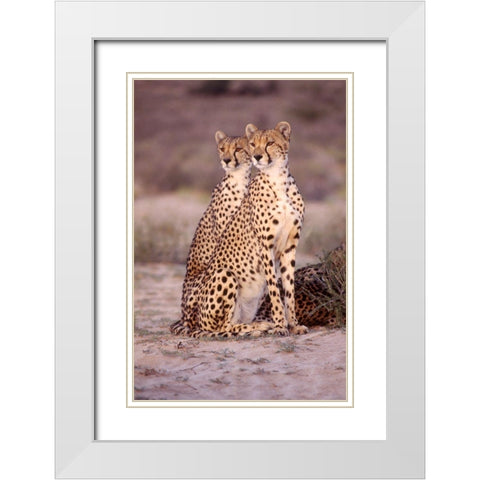 leopard White Modern Wood Framed Art Print with Double Matting by Hoenderkamp, Patrick