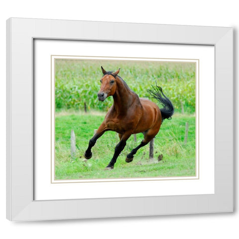 Running horse White Modern Wood Framed Art Print with Double Matting by Hoenderkamp, Patrick