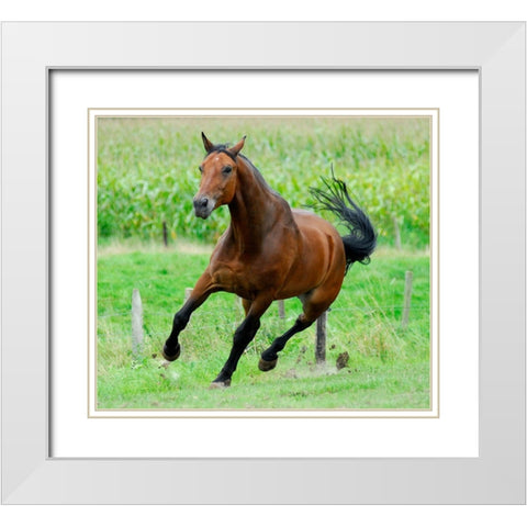 Running horse White Modern Wood Framed Art Print with Double Matting by Hoenderkamp, Patrick