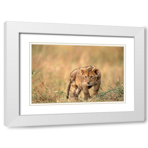 lion pup White Modern Wood Framed Art Print with Double Matting by Hoenderkamp, Patrick