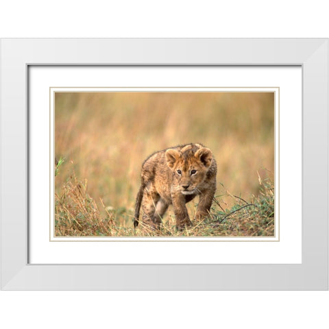 lion pup White Modern Wood Framed Art Print with Double Matting by Hoenderkamp, Patrick