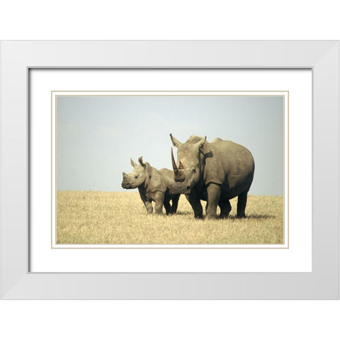 Rhino family White Modern Wood Framed Art Print with Double Matting by Hoenderkamp, Patrick