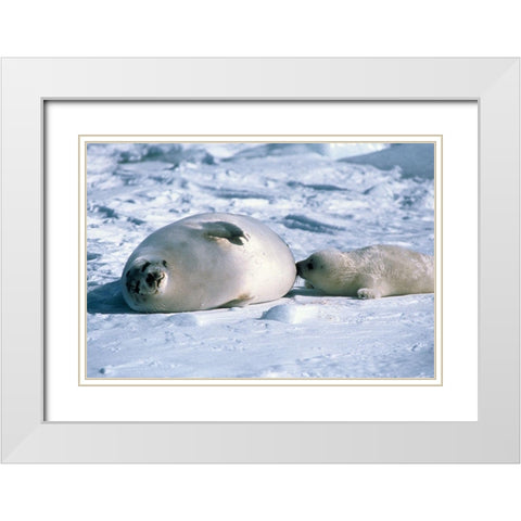 Sealion  White Modern Wood Framed Art Print with Double Matting by Hoenderkamp, Patrick