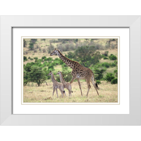 Giraffe family White Modern Wood Framed Art Print with Double Matting by Hoenderkamp, Patrick