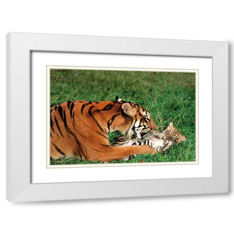Mother tiger White Modern Wood Framed Art Print with Double Matting by Hoenderkamp, Patrick