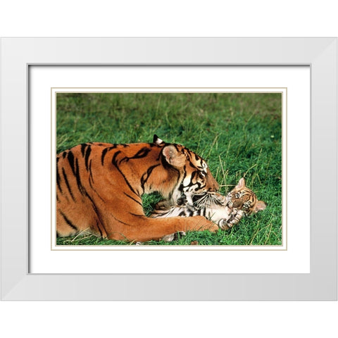Mother tiger White Modern Wood Framed Art Print with Double Matting by Hoenderkamp, Patrick