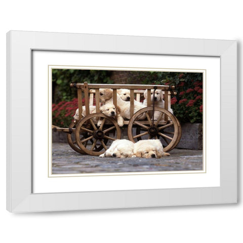 lazy labradors White Modern Wood Framed Art Print with Double Matting by Hoenderkamp, Patrick