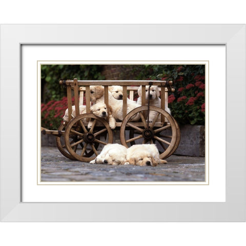 lazy labradors White Modern Wood Framed Art Print with Double Matting by Hoenderkamp, Patrick