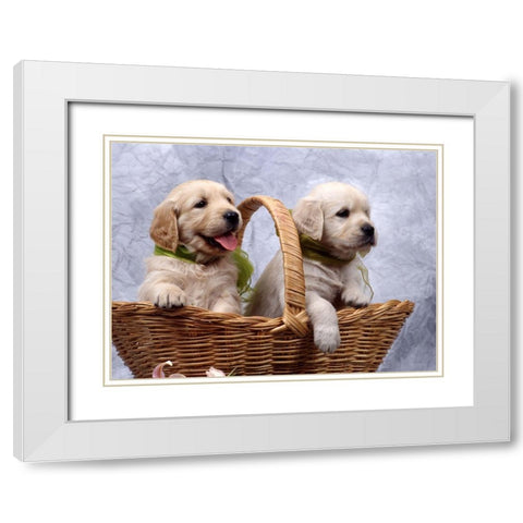 labrador puppies White Modern Wood Framed Art Print with Double Matting by Hoenderkamp, Patrick