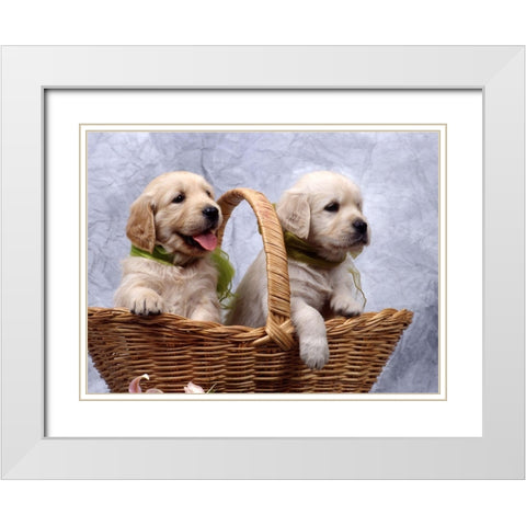 labrador puppies White Modern Wood Framed Art Print with Double Matting by Hoenderkamp, Patrick