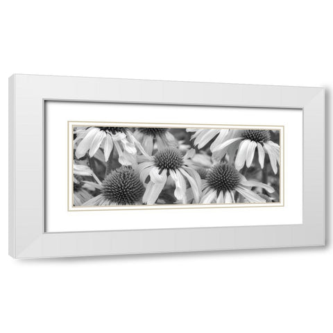Echinacea Sunrise White Modern Wood Framed Art Print with Double Matting by Frates, Dennis