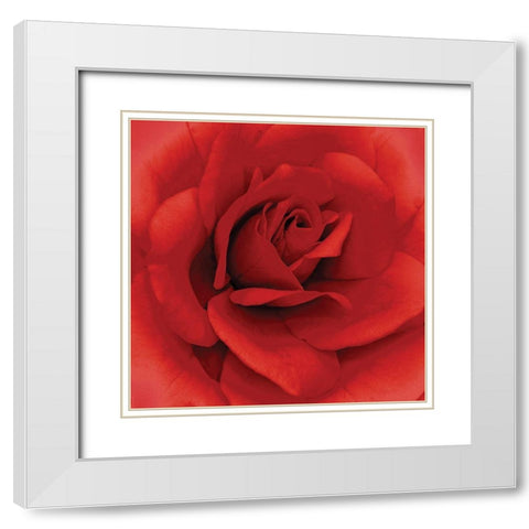 Anniversary Rose White Modern Wood Framed Art Print with Double Matting by Kuchera, H