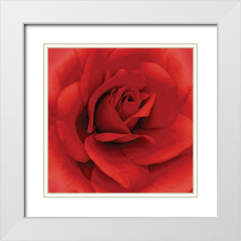 Anniversary Rose White Modern Wood Framed Art Print with Double Matting by Kuchera, H